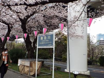 sumida_sakura (1).jpg