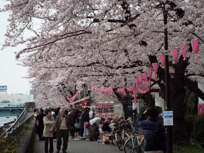 sumida_sakura (10).jpg