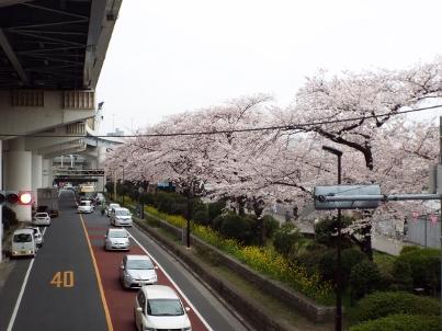 sumida_sakura (11).jpg