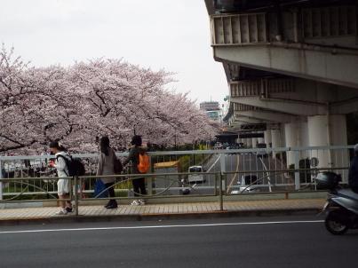 sumida_sakura (12).jpg