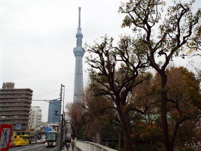 sumida_sakura (13).jpg