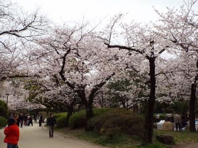 sumida_sakura (14).jpg