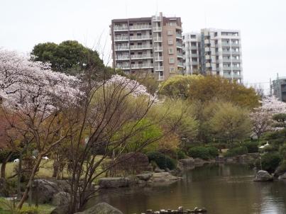 sumida_sakura (17).jpg