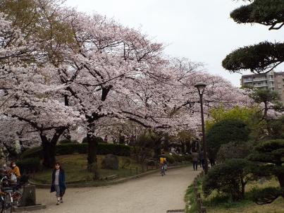 sumida_sakura (18).jpg