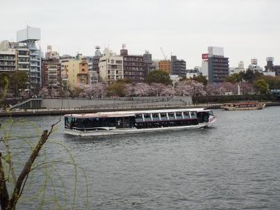 sumida_sakura (2).jpg