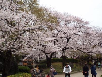 sumida_sakura (20).jpg