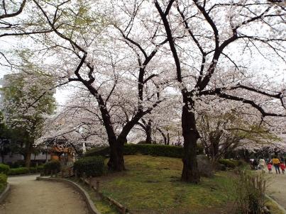 sumida_sakura (21).jpg