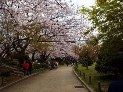 sumida_sakura (22).jpg