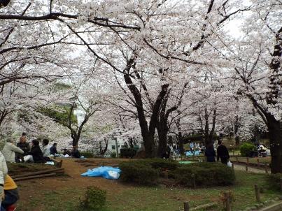 sumida_sakura (23).jpg