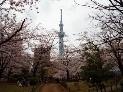 sumida_sakura (27).jpg