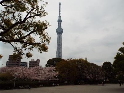 sumida_sakura (30).jpg