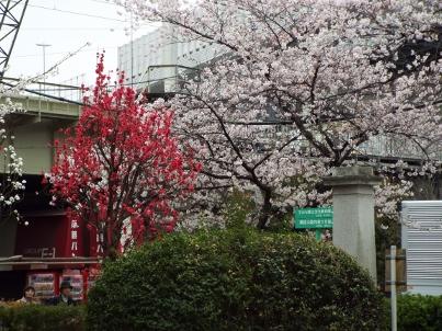 sumida_sakura (31).jpg