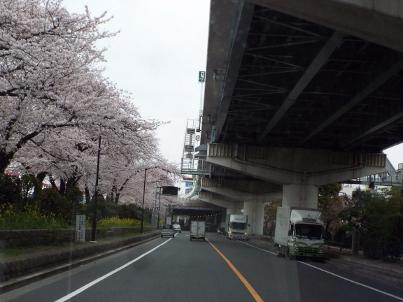 sumida_sakura (39).jpg