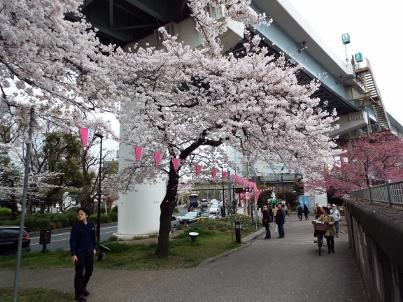 sumida_sakura (4).jpg