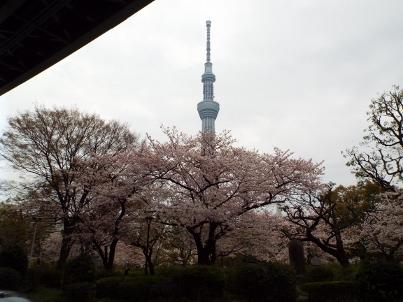 sumida_sakura (5).jpg