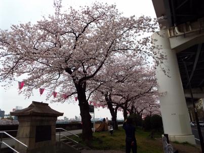 sumida_sakura (8).jpg